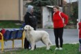 /album/fotogaleria/agility-001-jpg/