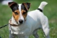 /album/fotogaleria/agility-346-jpg/