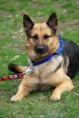 /album/fotogaleria/agility-037-jpg/