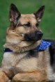 /album/fotogaleria/agility-217-jpg/