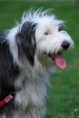 /album/fotogaleria/agility-218-jpg/
