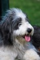 /album/fotogaleria/agility-219-jpg/