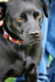 /album/fotogaleria/agility-009-jpg/